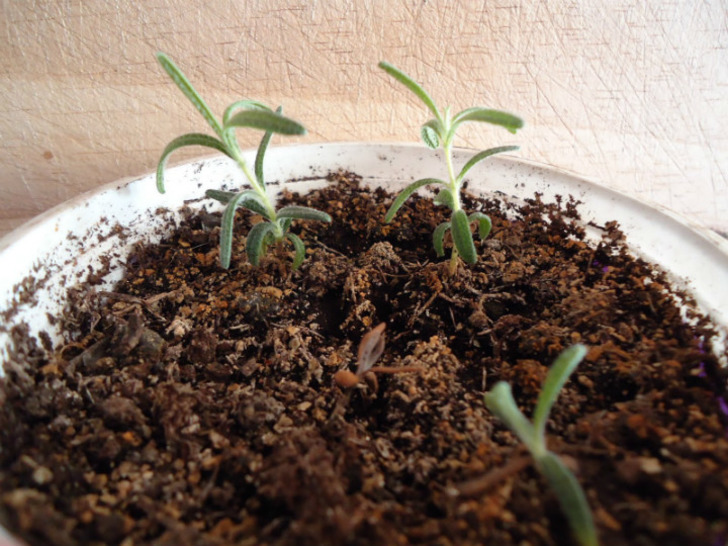 thyme2gardennow