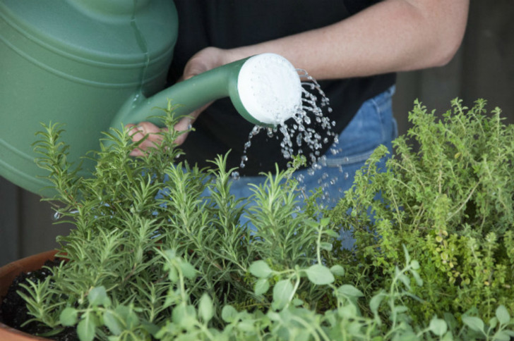 pallensmith