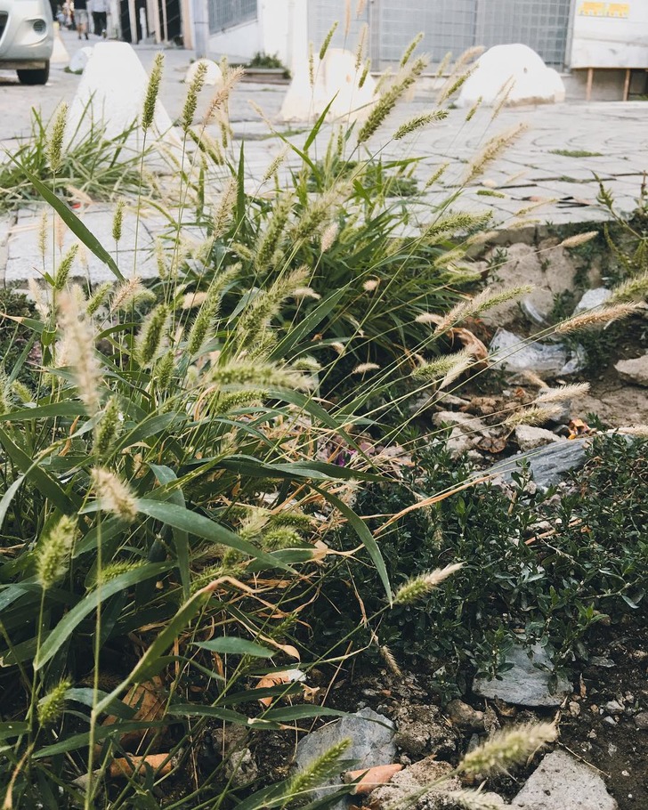 https://www.instagram.com/p/BnyFV1chkev/?taken-by=sokak_otlari | Instagram