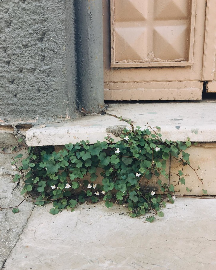 https://www.instagram.com/p/Bl3xog5nZvt/?taken-by=sokak_otlari | Instagram