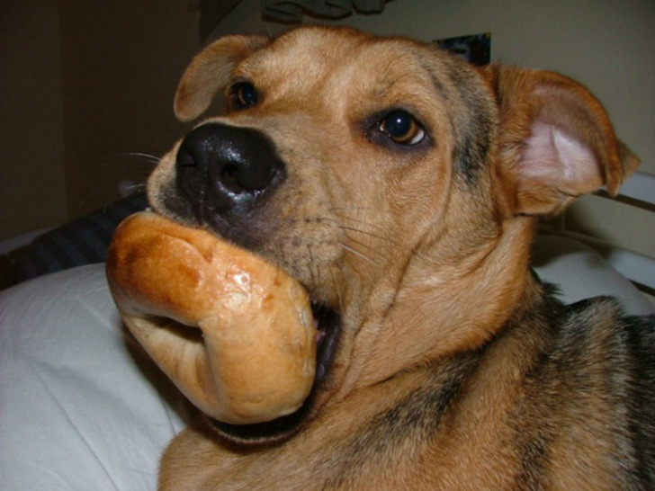 barkpost