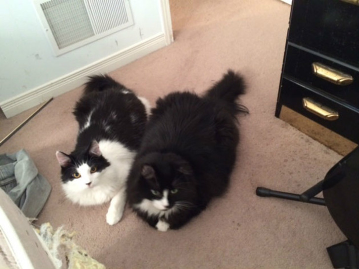 annexcatrescue