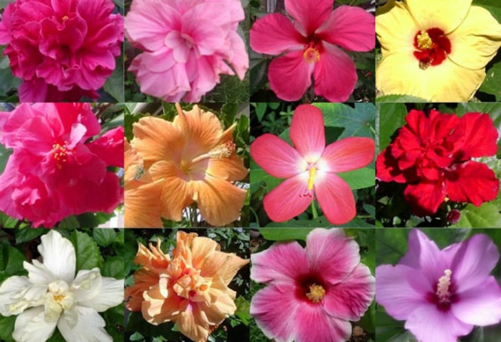 hiddenvalleyhibiscus