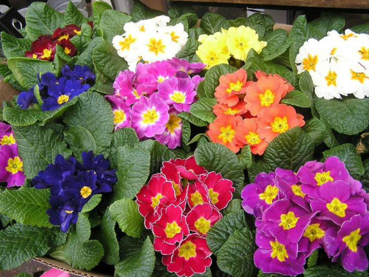 gardeningknowhow