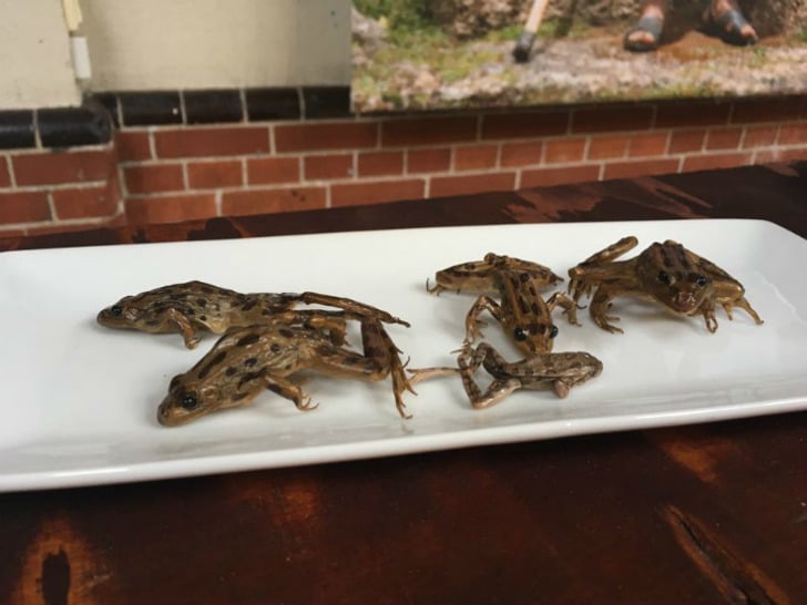 https://blooloop.com/disgusting-food-museum/ | blooloop