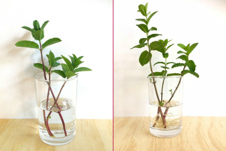 smallgreenthings