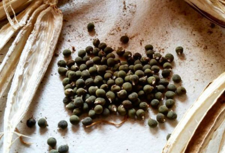 sowtrueseed