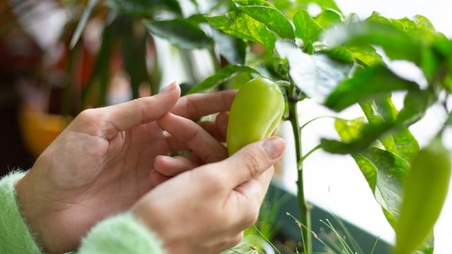 Saksıları Hazırlayın: Evde Biber Nasıl Yetiştirilir?
