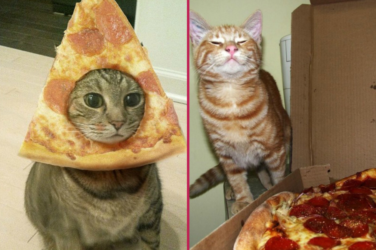 Pizzayı Yanına Bir Film Açacak Kadar Çok Seven 14 Kedi