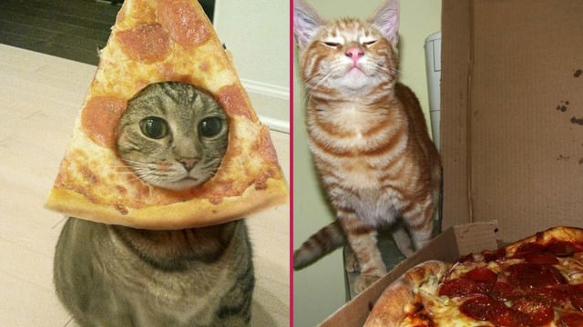 Pizzayı Yanına Bir Film Açacak Kadar Çok Seven 14 Kedi