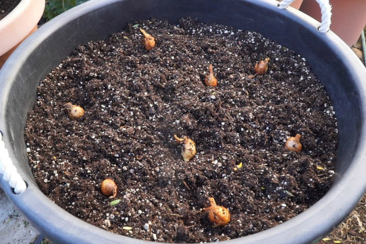 calgardening