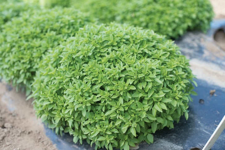 johnnyseeds