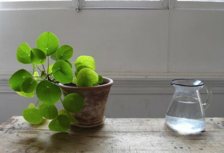 gardenista