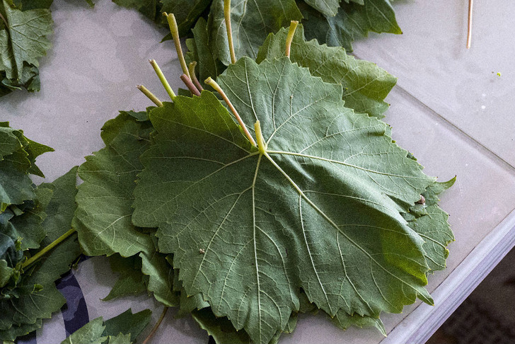 buzlukicin-yaprak-sarma