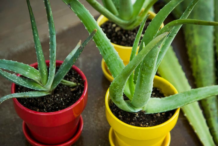 foodiegardener
