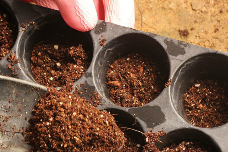 https://www.fabhow.com/grow-tomatoes-pot.html | fabhow