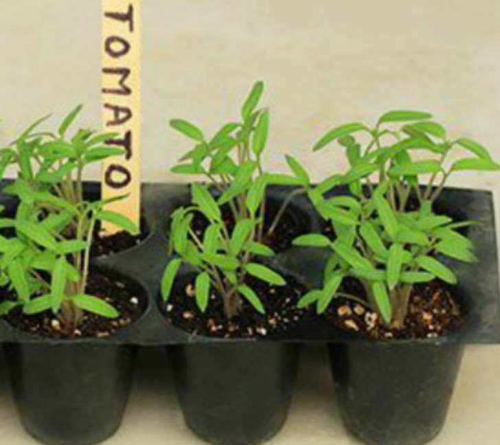 https://www.fabhow.com/grow-tomatoes-pot.html | fabhow