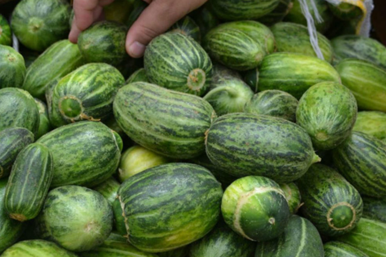 Dışı Karpuz, İçi Kavun, Tadı Salatalığa Benzeyen Bizden Bir Meyve: Şelengo