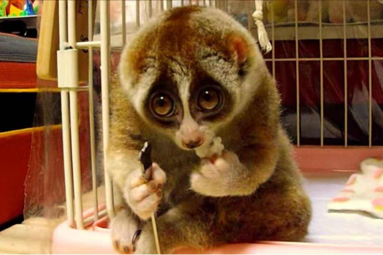 Tarlası Yanmış Çiftçi Hüznüyle Pilav Yiyen Lemur