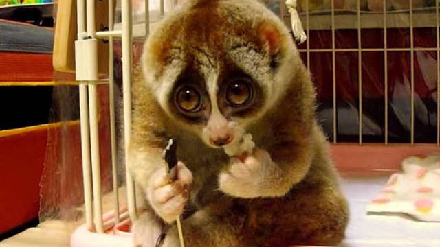 Tarlası Yanmış Çiftçi Hüznüyle Pilav Yiyen Lemur