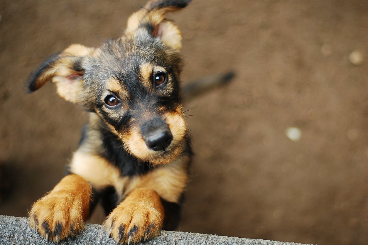 Kıtlıktan Çıkmış Gibi Kedi Köpek Maması Yiyen Teyze
