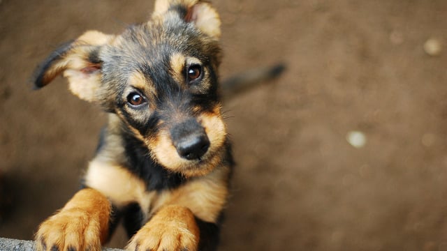 Kıtlıktan Çıkmış Gibi Kedi Köpek Maması Yiyen Teyze