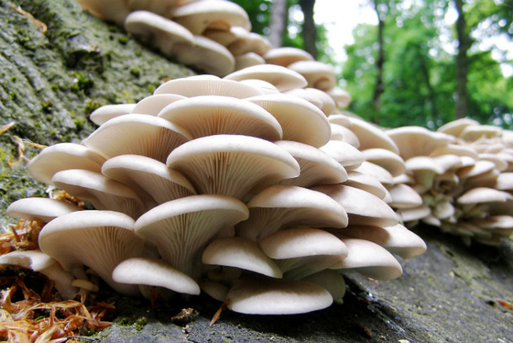 freshcropmushrooms