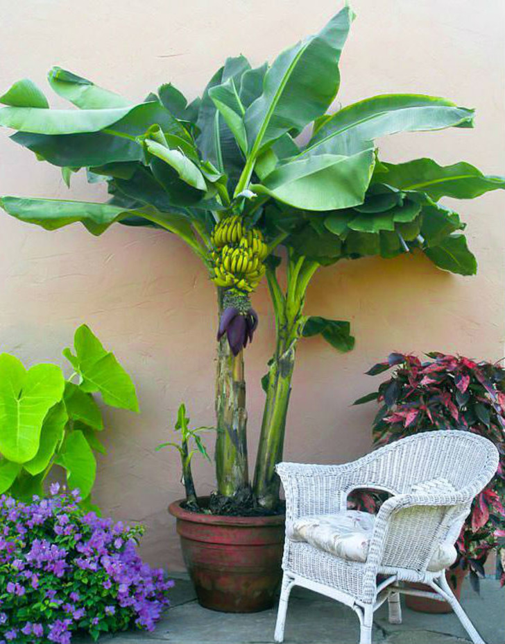 balconygardenweb