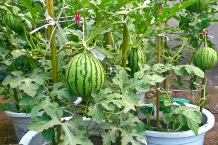 homeandgarden