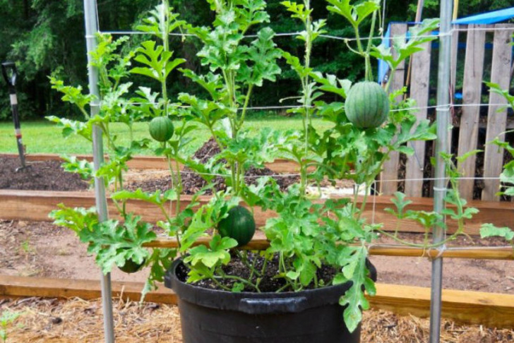 balconygardenweb