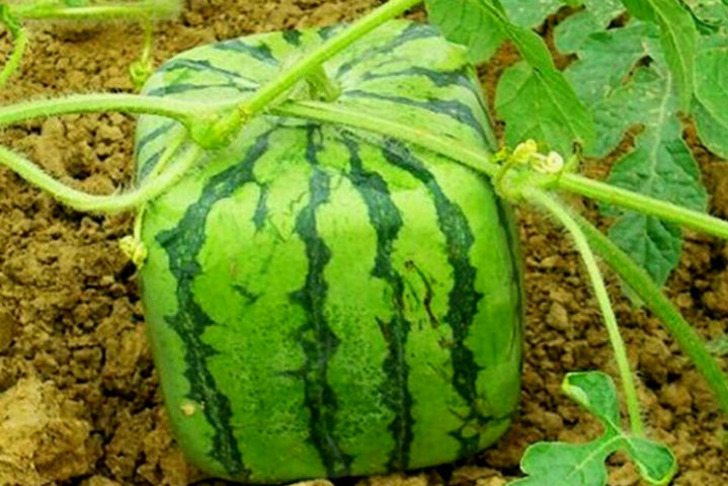 exotic-seeds