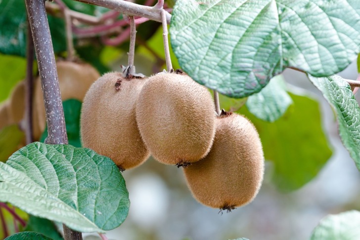 Kivi Nasıl Yetiştirilir?