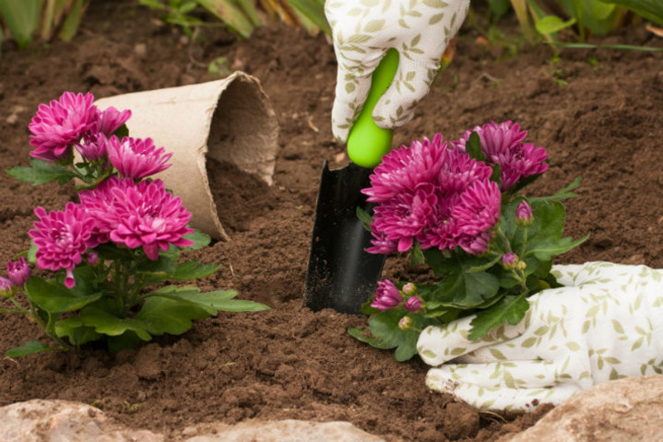 https://www.installitdirect.com/learn/grow-chrysanthemums/ | installitdirect