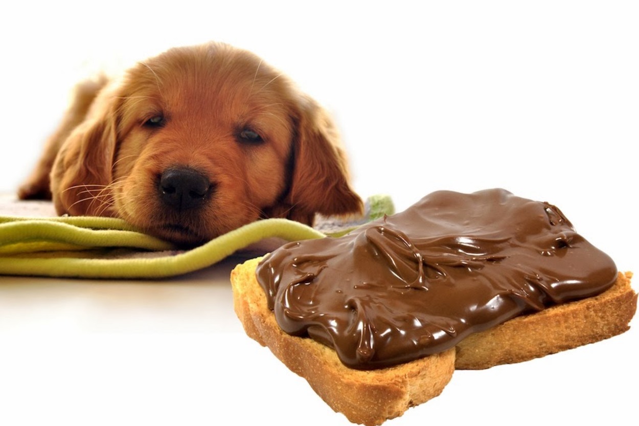 Çikolata Köpekler İçin Neden Zararlıdır?
