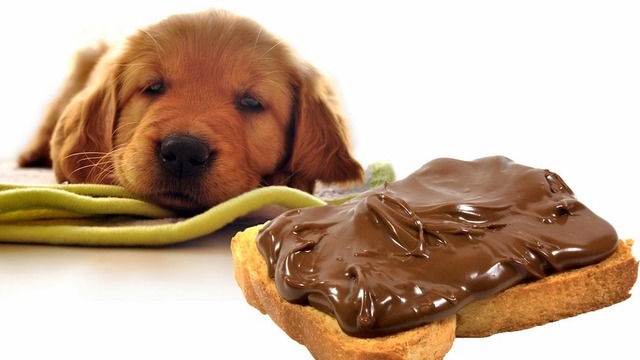 Çikolata Köpekler İçin Neden Zararlıdır?