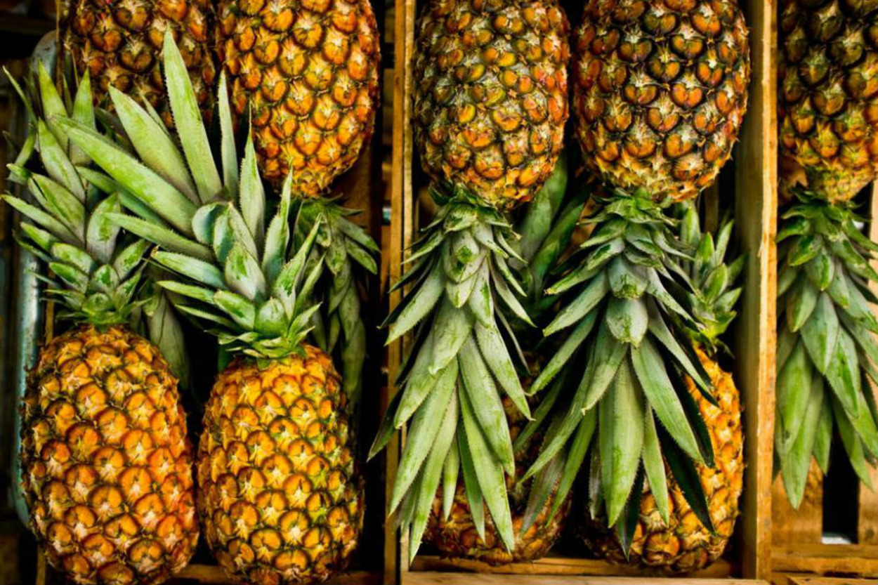Evde Çok Kolay Yetiştirebileceğiniz Faydalarıyla Öne Çıkan Tropik Bir Meyve: Ananas