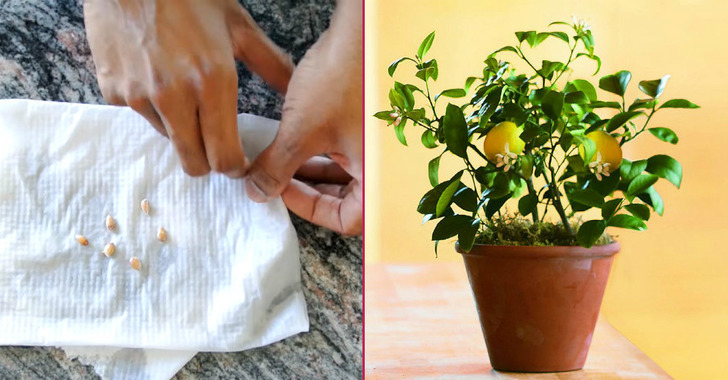 limon-cekirdeginden-limon-yetistirme-facebook