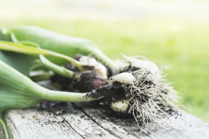 gardeningknowhow