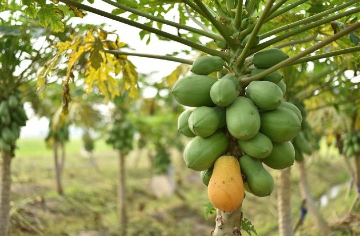 Papaya Ağacı