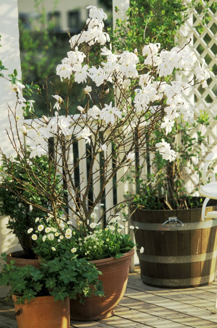 gardenclinic