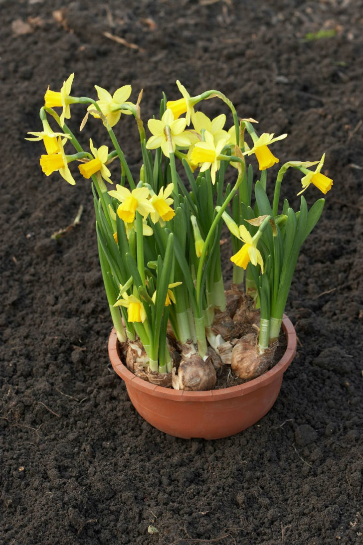 gardeningknowhow
