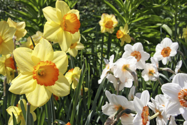 gardeningknowhow