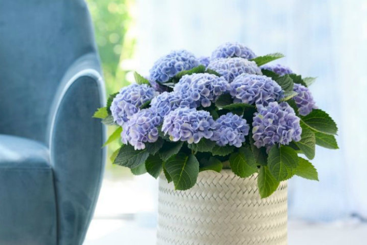 magicalhydrangea