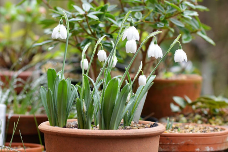 mygalanthusgarden