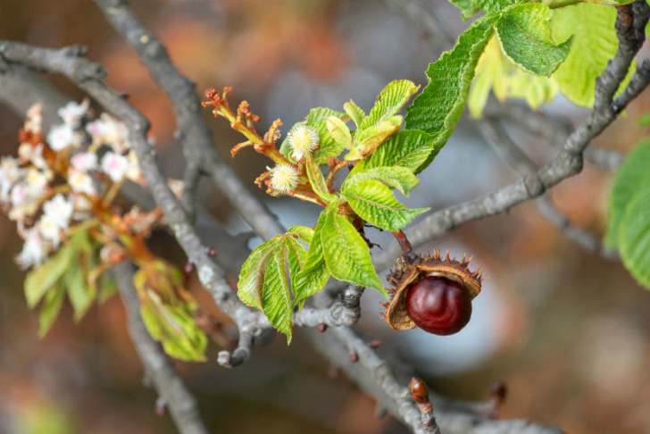 gardeningknowhow