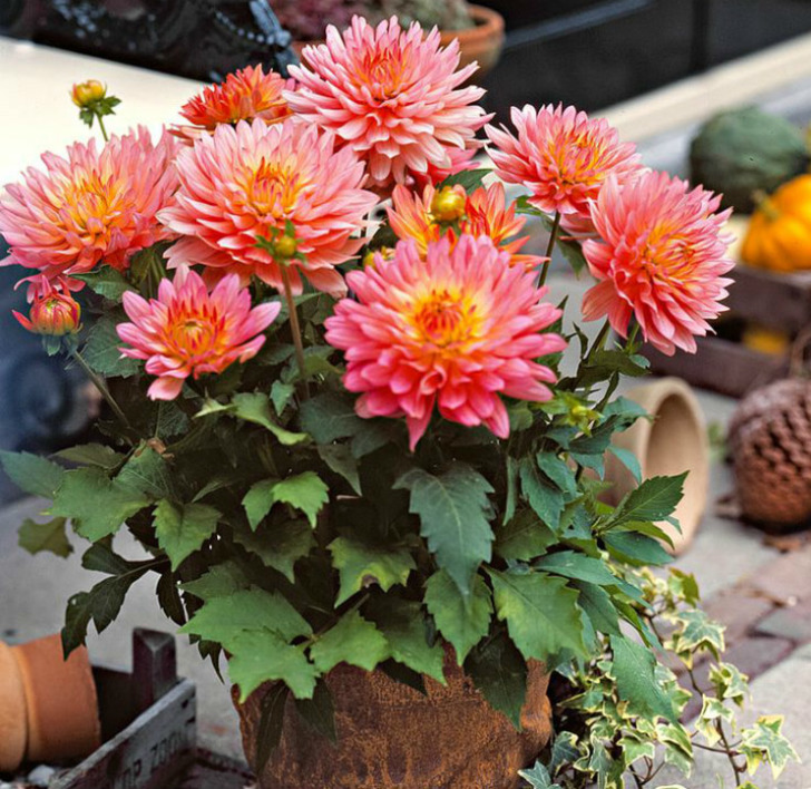 blog.nurserylive