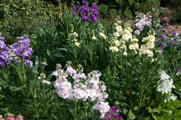 gardeningknowhow