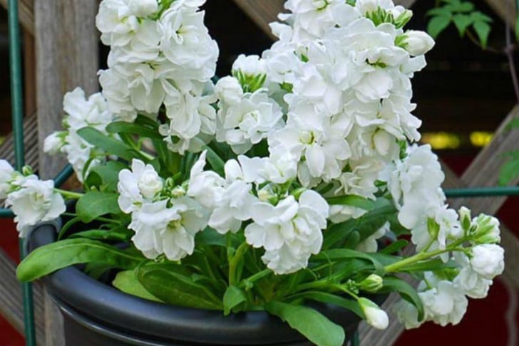 https://www.caribbeangardenseed.com/products/stock-matthiola-incana-ten-week-white-gillyflower-night-scented-seeds | caribbeangardenseed