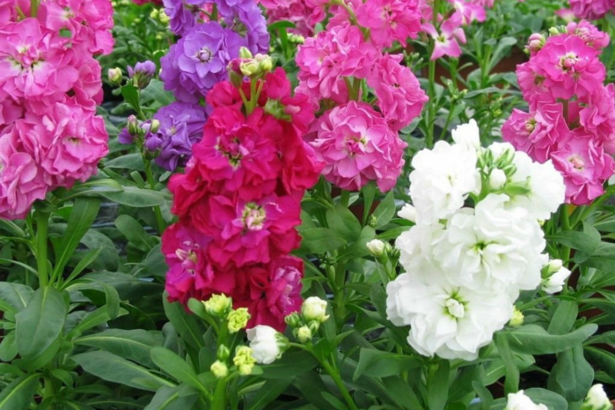 Mis Kokusu ve Rengarenk Çiçekleriyle: Saksıda Adım Adım Şebboy Bakımı