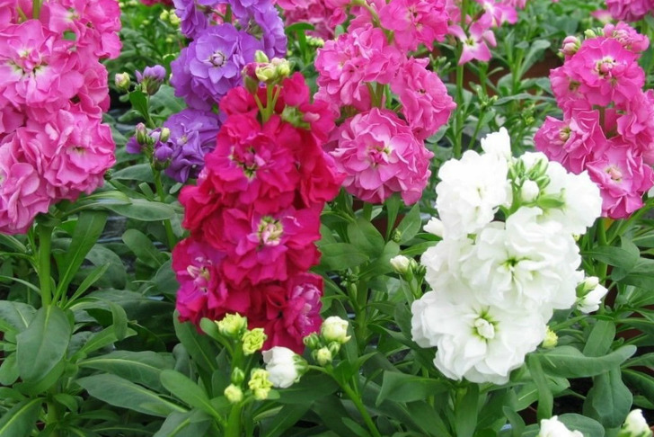 https://www.amazon.com/Stock-Perfume-Gillyflower-Scented-40seeds/dp/B00WCFES36 | amazon